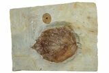 Fossil Leaf (Davidia) - Montana #262323-1